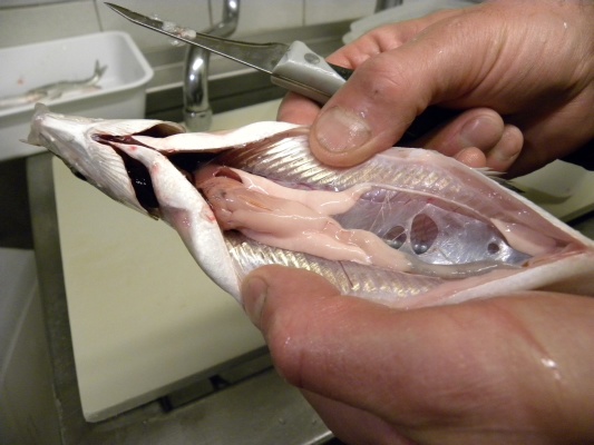 Probebefischung Dez.2009 010.jpg